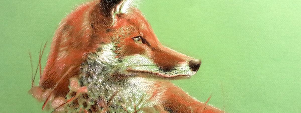 Woodland Wildlife; Foxes, Badgers, Hares and other woodland creatures in Conte Pastel and Charcoal